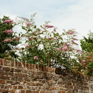 walled garden photograph